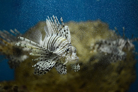 水生巨头狮子热带鱼情调海洋水族馆热带条纹环境野生动物动物异国图片