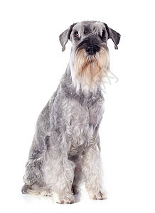 标准 schnauzer灰色犬类小狗工作室背景图片