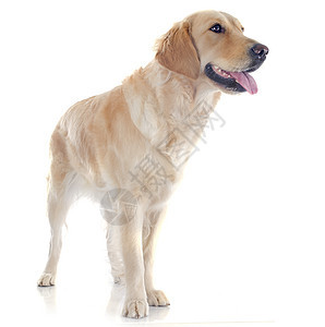 金毛猎犬棕色工作室犬类棕褐色动物宠物小狗猎犬猎狗图片