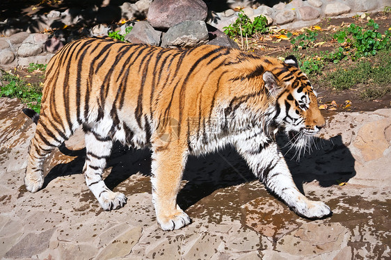 老虎动物园侵略野生动物愤怒猎人猫科动物危险条纹野猫荒野图片