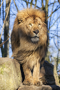 美丽的狮子濒危猎人公园环境捕食者领导者荒野母狮野生动物食肉图片