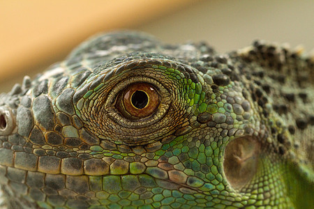 Iguana 眼睛爬行动物瞳孔荒野皮肤宠物眼球热带蜥蜴蓝色动物图片