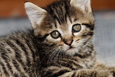 塔比小猫眼睛哺乳动物胡须荒野动物猫咪宠物头发虎斑猫科图片