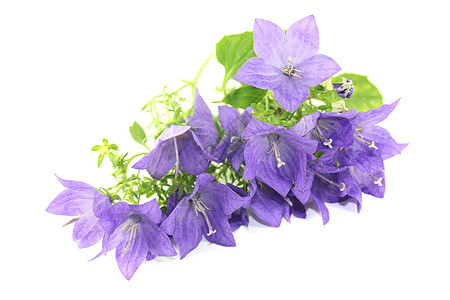 秋花白色季节分支美女植物植物群花瓣蓝色图片