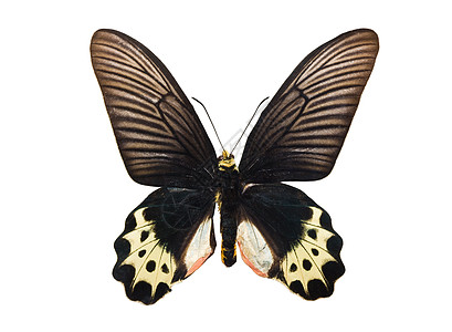 蝴蝶亚马尼古拉priapus图片