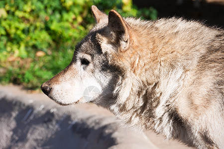 狼灰色动物犬类猎人毛皮野生动物哺乳动物危险捕食者荒野图片