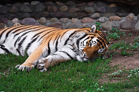 老虎荒野愤怒猫科动物侵略动物动物园丛林危险猎人捕食者图片
