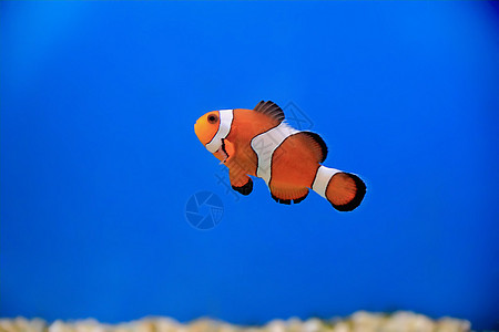 小丑鱼白色水族馆海葵盐水橙子条纹红色臭鼬单眼皮宠物图片