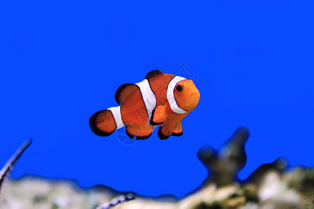 小丑鱼条纹红色盐水臭鼬宠物单眼皮海葵水族馆白色橙子图片