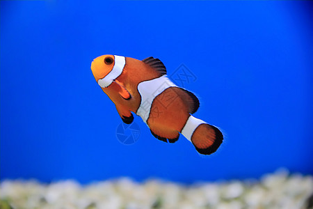 小丑鱼红色条纹单眼皮臭鼬水族馆海葵盐水橙子白色宠物图片