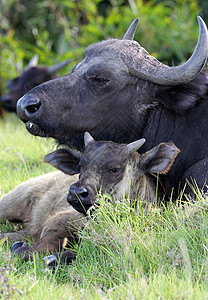 水牛牛和小牛喇叭绿色孩子婴儿荒野野生动物牛角后代反刍棕色图片