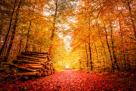 秋季风景顶峰植物森林环境季节树叶叶子生态公园太阳图片