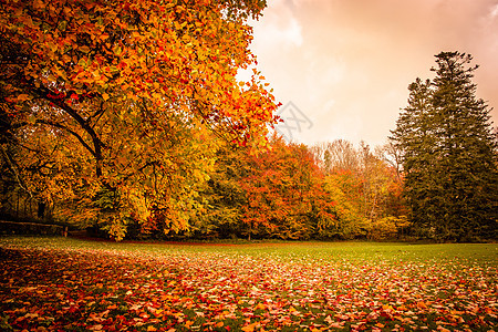 秋季风景生态树叶顶峰植物植物群季节森林花园叶子国家图片