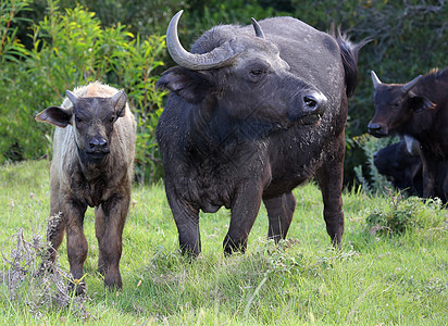 水牛牛和小牛后代野生动物牛角哺乳动物棕色反刍荒野动物婴儿绿色图片