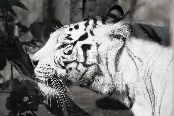 白虎野生动物条纹食肉黑色荒野动物园白色哺乳动物眼睛动物图片