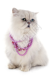 白百塞天猫粉色珍珠动物工作室宠物柔软度衣领灰色女性白色图片
