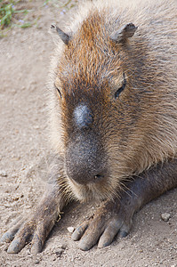 CAPIBARA(水下水文地质)图片