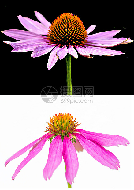白花 伊契纳西亚自然疗法草本植物紫色荒野园艺锥花花瓣花园绿色图片