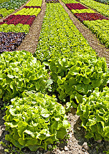 沙拉种植收成花园农场蔬菜土地地球植物维生素栽培幼苗图片