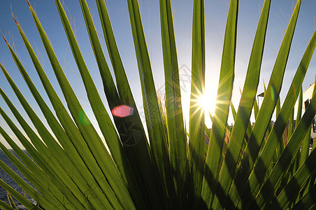 绿棕榈假丛林绿色阳光热带雨林纹理生长手掌植物学叶子图片