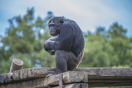 黑猩猩 Pan 地块荒野动物智力野生动物生物沉思濒危知识分子眼睛原始人背景图片