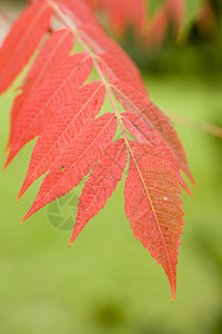 红叶叶子植物绿色红色季节图片