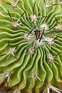 仙人掌头部肉质花园绿色脊柱植物背景图片
