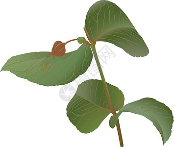 Eucalyptus 乌卡利普图斯植物学化妆品叶子小枝草本植物宏观药厂药品草药枝条图片