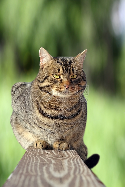 绿背景的栅栏上的猫图片