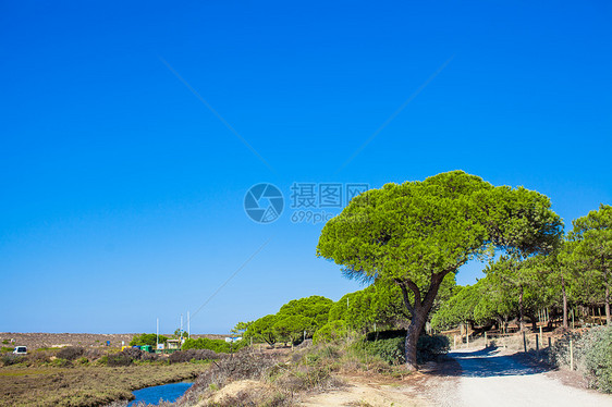 夏季乡村公路 大树位于蓝天的侧道上图片