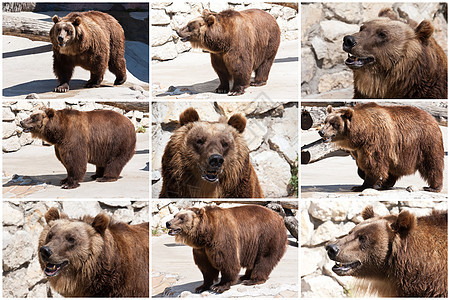 熊荒野力量野生动物捕食者危险哺乳动物毛皮动物园动物牙齿图片