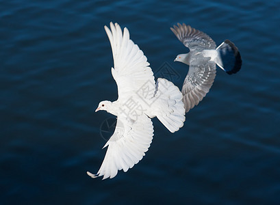 白鸽动物翅膀羽毛航班白色希望空气自由图片