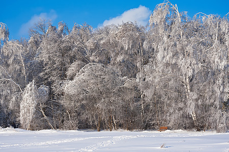 冬季森林白色阳光天空树木天气场景季节木头冻结太阳图片
