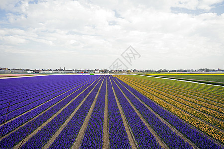 荷兰多彩的春春郁金园场地季节培育文化灯泡农村旅行风景天空传统图片