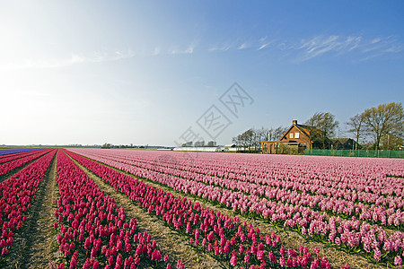 荷兰多彩的春春郁金园风景培育地平线农田天空场地农场旅行传统农村图片