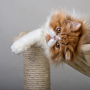 红白色彩的波斯小猫摄影纯种猫红色羊毛家猫宠物图片
