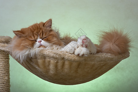 红白色彩的波斯小猫羊毛宠物摄影红色纯种猫家猫图片