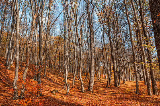 沉雾秋林风景木头森林叶子国家乡村水平公园山毛榉橙子图片