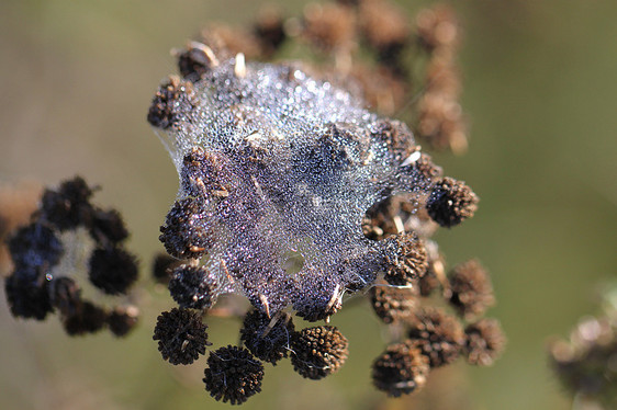 带水滴的蜘蛛网公园捕食者动物学热带昆虫森林美丽爬坡植物宏观图片