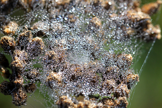 带水滴的蜘蛛网公园植物阳光蓝色动物群昆虫爬坡蜘蛛金属动物学图片