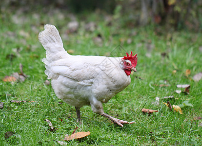白鸡在绿野上行走场地夫妻农业橙子尾巴男性家禽动物利爪女性图片