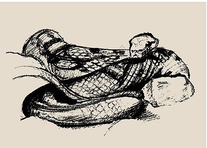 蛇箭纹 美丽的可怕爬虫矢量插图图片