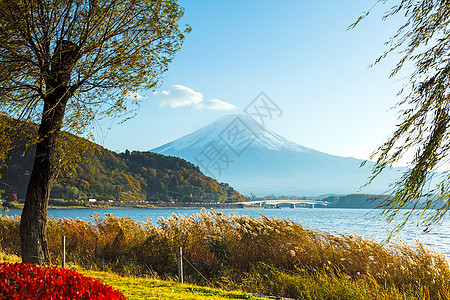 秋秋藤山火山枫树红色红假红树草原植物杂草芦苇公吨图片