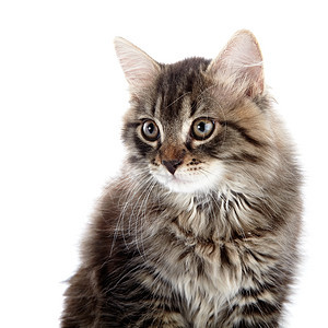 一条条纹长毛猫的肖像耳朵尾巴宠物小猫动物虎斑友谊橙子婴儿猫科图片