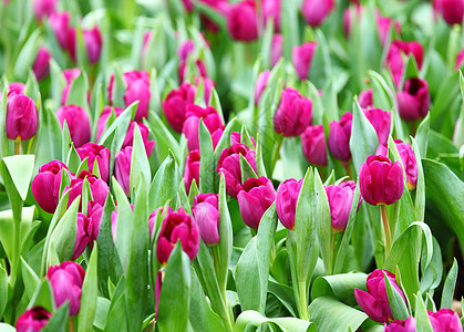 紫色郁金花田边界场地花园植物花瓣绿色植物学叶子季节性植物群图片