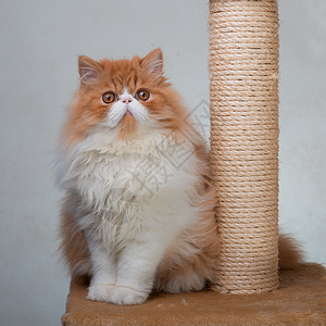 红白色彩的波斯小猫羊毛宠物纯种猫摄影红色家猫图片