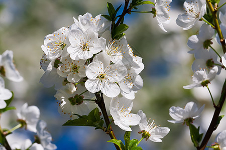 苹果花花宏观植物花园苹果树季节天空生长叶子白色果园图片