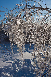 冬季森林天气阳光树木天空太阳冻结木头场景季节白色图片