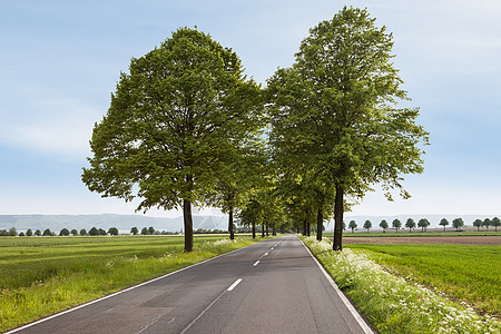 有树木的美丽道路街道车道蓝色国家场景木头卡车季节小路森林图片