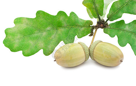 橡果棕色生长宏观食物植物种子季节性绿色橡木坚果图片